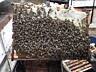 Продаю пчелосемьи и отводки с молодыми матками высокого качества рои