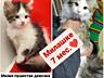 Котята 1.5 мес.! Кошечки и котики стерилизованные 8- 10 месяцев в дар!