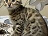 Продаются Бенгальские котята!