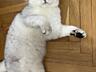 Шотландский серебристый кот ждет именно вас на вязку
