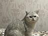 Шотландский серебристый кот ждет именно вас на вязку