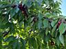 Продам плодоносящий сад черешни и вишни