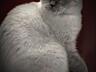 Вязка вислоухого шотландца Молодой кот Поинт с затемненным корпусом.