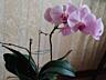 Орхидеи по 200 лей