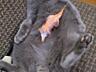 Чистокровный Шотландский кот -вязка 300руб