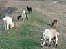 Продам молодых коз окотных Нубийка и Альпийки.