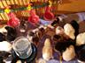 Продам суточных цыплят разных пород а также с голубого яйца