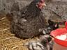 Суточные цыплята от домашних кур мясояичной породы
