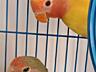 Продам двух попугаев неразлучников