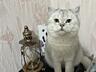 Шотландский серебристый кот ждет вас на вязку