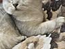 Шотландский серебристый кот ждет вас на вязку