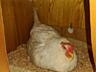 Цыплята, инкубационное яйцо несушки породы Леггорн.