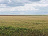Продам участок правильной формы, сельхоз назначения. 15 км от Одессы .