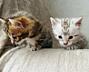 Элитные бенгальские золотые котята / Golden bengal kittens