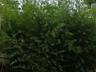 Бамбук растения. еще в продаже куст бамбука с 9 отростков за 500 рублей