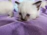 Сиамские котята 08.04.24 родились