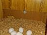 Цыплята, инкубационное яйцо несушки породы Леггорн.