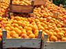 Саженцы абрикоса - Надежда (ананасовый), Киото...