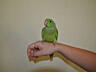 Продается Ожереловый попугай девочка 1.4 месяца