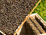 Familii de albini cu puiet si miere de mai, ORHEI – пчелы