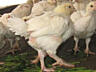 Цыплята бройлеров породы Кооб 500 (вес 900грамм)