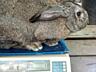 Продам кроликов породы полу великан Глиное Слободзейский район