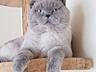 Вязка вислоухого шотландца Молодой кот Блю Поинт.