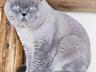 Вязка вислоухого шотландца Молодой кот Блю Поинт.