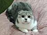 Чистокровный шотландский котёнок Scottish fold. Шоу класса!!! Passport