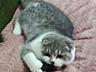 Чистокровный шотландский котёнок Scottish fold. Шоу класса!!! Passport