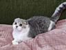 Чистокровный шотландский котёнок Scottish fold. Шоу класса!!! Passport