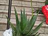 Продам алоэ Вера