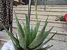 Продам алоэ Вера