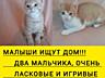 КОТЯТА ИЩУТ ДОМ!!!