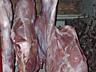Продам мясо телятина