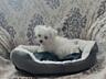 Мини девочка мальтийская болонка (bichon maltese)