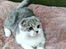 Чистокровный шотландский котик Scottish fold