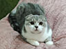 Чистокровный шотландский котик Scottish fold!