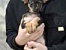 Catelusca Toy-Terrier Rusesc