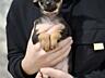 Catelusca Toy-Terrier Rusesc