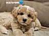 Продаются щенки Мальтипу F1, Maltipoo F1