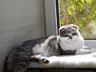 Чистокровный шотландский котик Scottish fold.