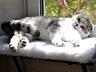 Чистокровный шотландский котик Scottish fold.