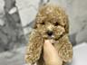 Maltipoo F1 mini/ Мальтипу ф1 мини