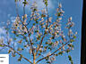 Puieti de Paulownia. Саженцы Павловнии. Алюминиевое дерево.