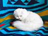 Invităm la montă cu cel mai frumos scottish fold alb, vă așteptăm! Mot