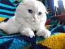 Invităm la montă cu cel mai frumos scottish fold alb, vă așteptăm! Mot