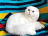 Invităm la montă cu cel mai frumos scottish fold alb, vă așteptăm! Mot