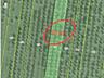 Vanzare teren agricol 50 ari sat. Saseni Călărași