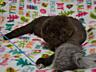 НЕДОРОГО! Молодой чистокровный шотландский котик Scottish fold
